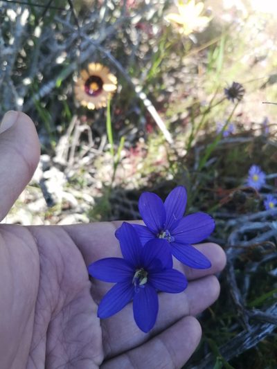 Geissorhiza lewisiae, photographed by sharndreheuvel