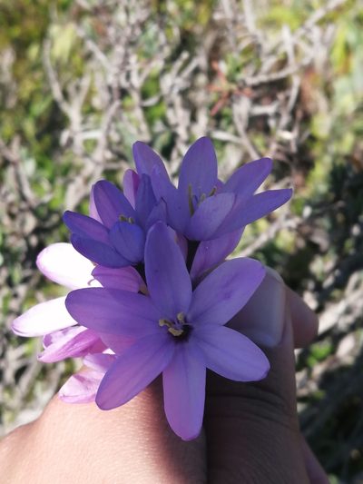 Ixia purpureorosea, photographed by sharndreheuvel