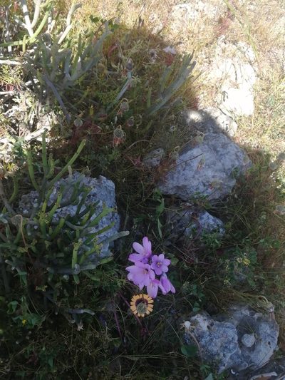 Ixia purpureorosea, photographed by sharndreheuvel