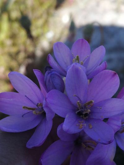 Ixia purpureorosea, photographed by sharndreheuvel