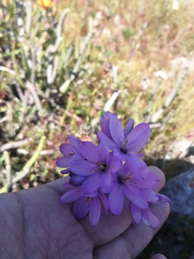 Ixia purpureorosea, photographed by sharndreheuvel
