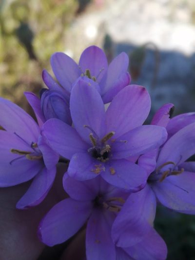 Ixia purpureorosea, photographed by sharndreheuvel