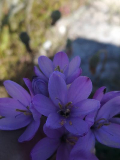 Ixia purpureorosea, photographed by sharndreheuvel