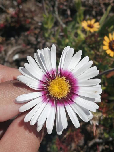 Felicia elongata, photographed by sharndreheuvel