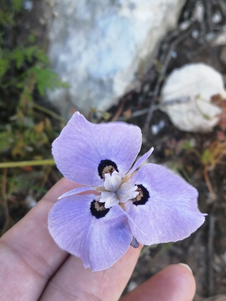 Moraea calcicola, photographed by sharndreheuvel