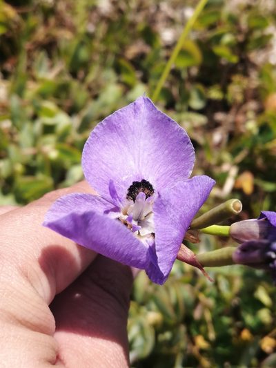 Moraea calcicola, photographed by sharndreheuvel