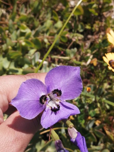 Moraea calcicola, photographed by sharndreheuvel