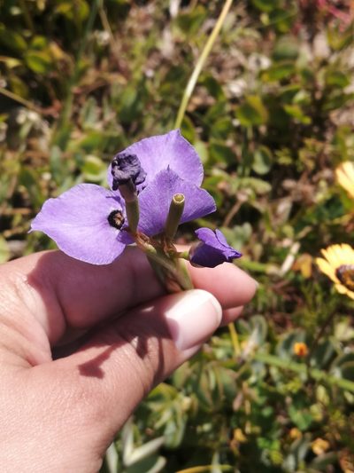 Moraea calcicola, photographed by sharndreheuvel