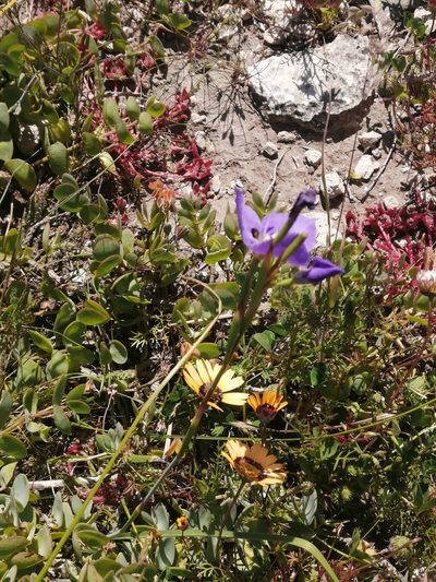Moraea calcicola, photographed by sharndreheuvel