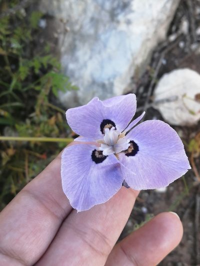 Moraea calcicola, photographed by sharndreheuvel