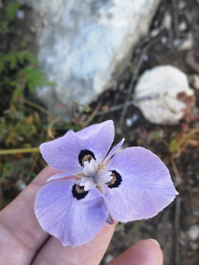 Moraea calcicola, photographed by sharndreheuvel