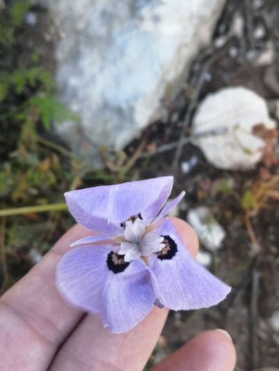 Moraea calcicola, photographed by sharndreheuvel
