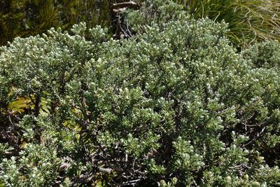 Brachyglottis cassinioides, photographed by John Barkla