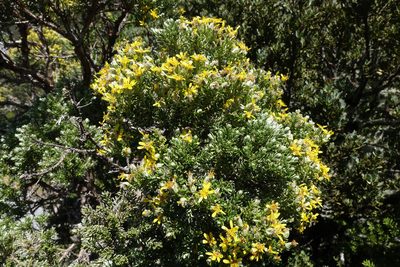 Brachyglottis cassinioides, photographed by John Barkla