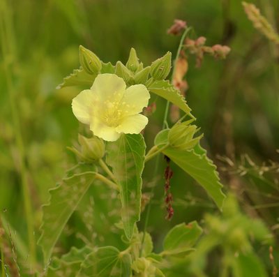 Pavonia elegans, photographed by Wynand Uys