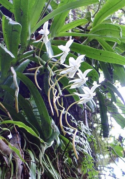 Aerangis thomsonii, photographed by Jean-Paul Boerekamps