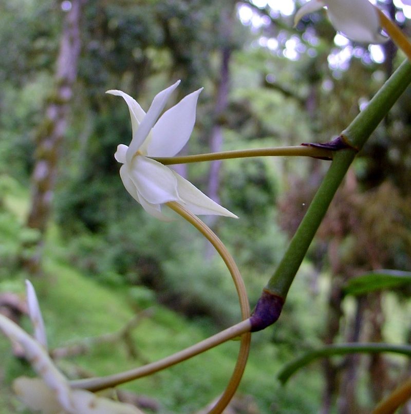 Aerangis thomsonii, photographed by Jean-Paul Boerekamps