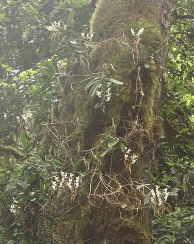 Aerangis thomsonii, photographed by Jean-Paul Boerekamps