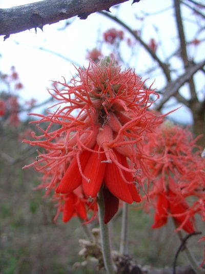 Erythrina abyssinica, photographed by Jean-Paul Boerekamps