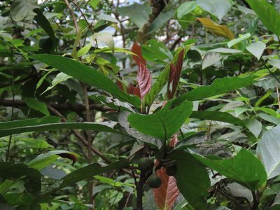 Ficus benguetensis, photographed by chiuluan