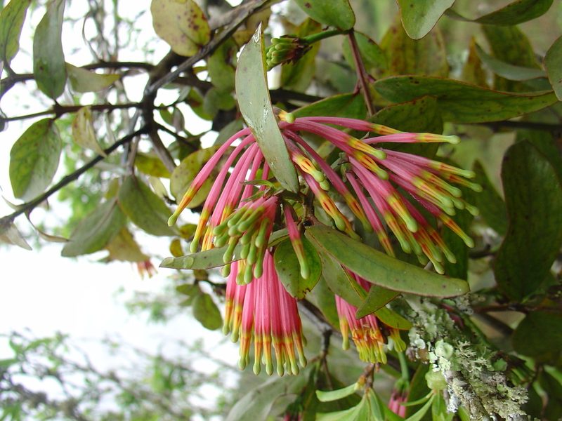 Agelanthus subulatus, photographed by Jean-Paul Boerekamps