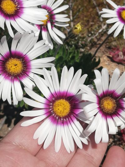 Felicia elongata, photographed by sharndreheuvel