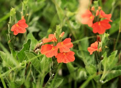 Crossandra mucronata, photographed by Wynand Uys