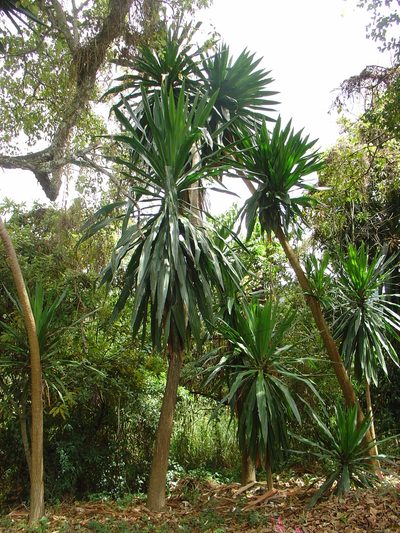 Dracaena steudneri, photographed by Jean-Paul Boerekamps