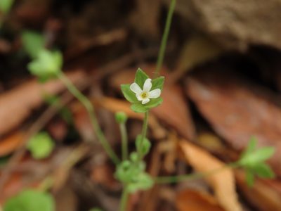 Androsace umbellata, photographed by chiuluan