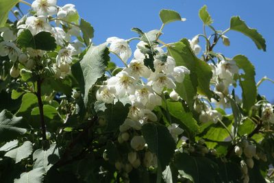Hoheria lyallii, photographed by John Barkla