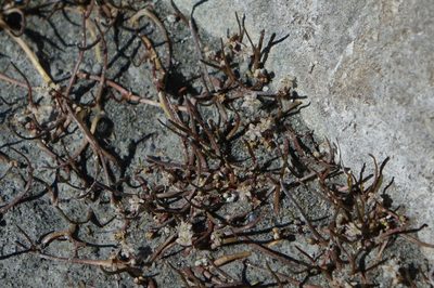 Lilaeopsis ruthiana, photographed by John Barkla