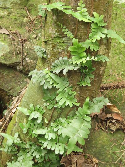 Arthropteris palisotii, photographed by chiuluan
