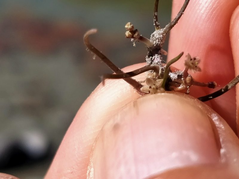 Lilaeopsis ruthiana, photographed by John Barkla