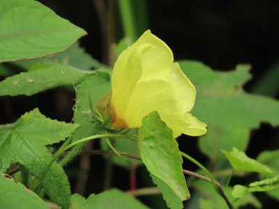 Abelmoschus moschatus, photographed by chiuluan