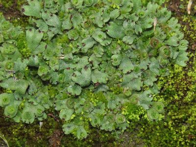 Marchantia emarginata, photographed by chiuluan