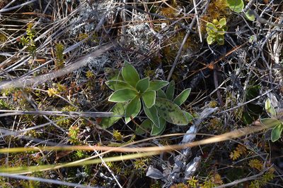 Celmisia hieraciifolia, photographed by Christopher Stephens