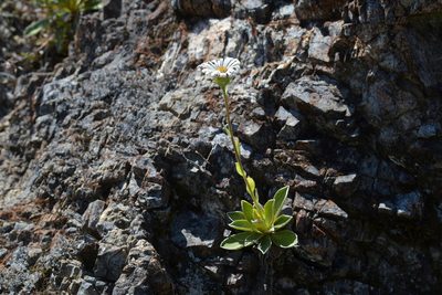 Celmisia hieraciifolia, photographed by Christopher Stephens