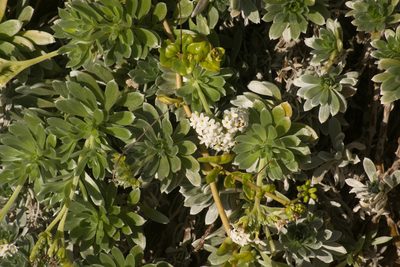 Heliotropium anomalum, photographed by Kevin Faccenda