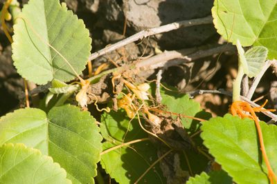 Cuscuta sandwichiana, photographed by Kevin Faccenda