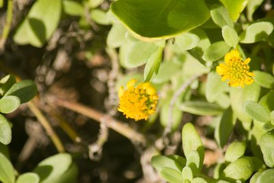 Melanthera integrifolia, photographed by Kevin Faccenda