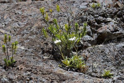Celmisia hieraciifolia, photographed by Christopher Stephens