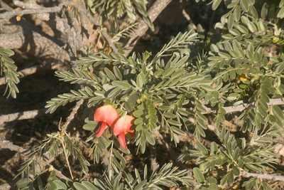 Sesbania tomentosa, photographed by Kevin Faccenda