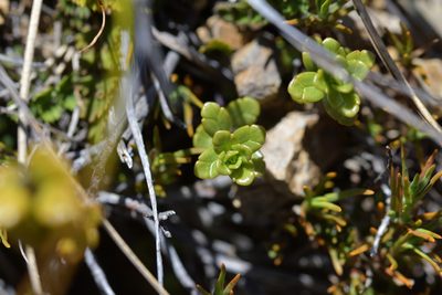 Euphrasia monroi, photographed by Christopher Stephens