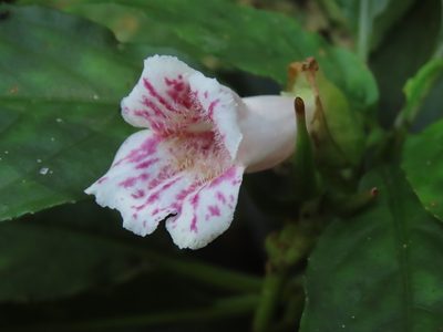 Hemiboea bicornuta, photographed by chiuluan