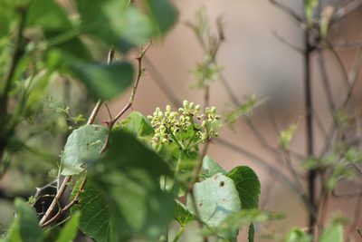 Cissus tiliacea, photographed by José Belem Hernández Díaz