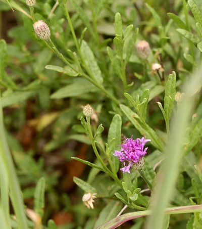 Parapolydora fastigiata, photographed by Wynand Uys