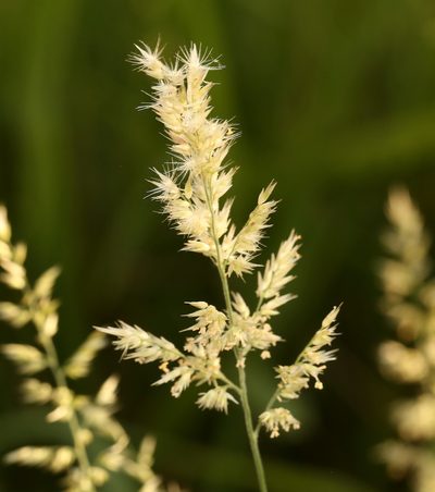 Schmidtia pappophoroides, photographed by Wynand Uys