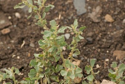 Atriplex muelleri, photographed by Kevin Faccenda