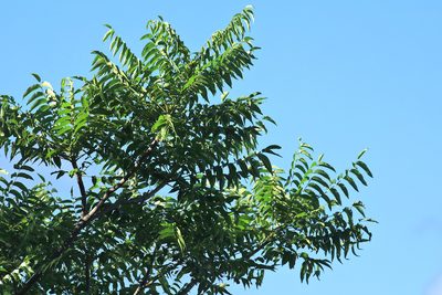 Kirkia acuminata, photographed by Wynand Uys