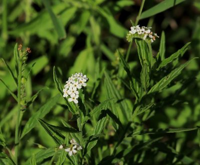Heliotropium steudneri, photographed by Wynand Uys